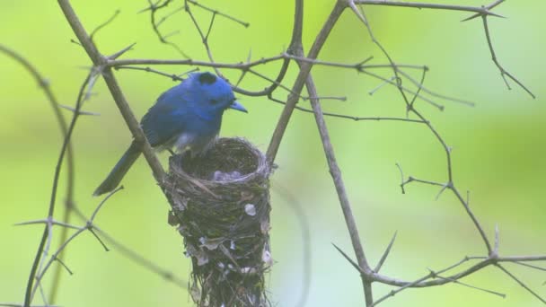 Black Naped Monarch Bird Breeding Protecting Young Ones — Stock Video