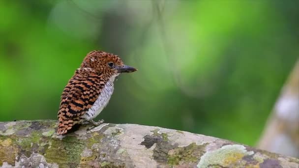 Martín Pescador Árboles Una Las Aves Más Bellas Que Encuentran — Vídeo de stock