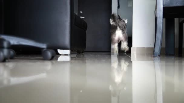 Schnauzer Jugando Tirar Buscar Con Pequeño Fútbol Como Pelota — Vídeo de stock