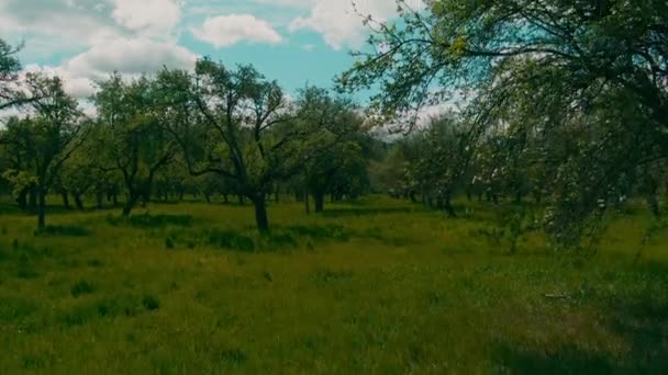 Basso Volo Aerea Prato Erba Alta Piantagione Campo Alberi Rallentatore — Video Stock