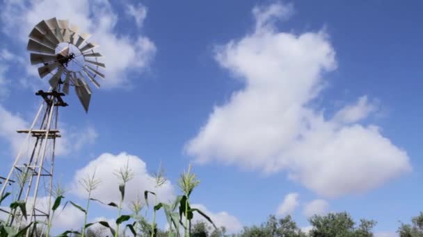 Timelapse Metalicznego Młyna Nawadniającego Polu Kukurydzy Białe Chmury Tle — Wideo stockowe