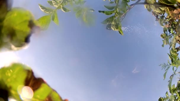 灌漑設備で畑に水をやる 地上のカメラを見上げ — ストック動画