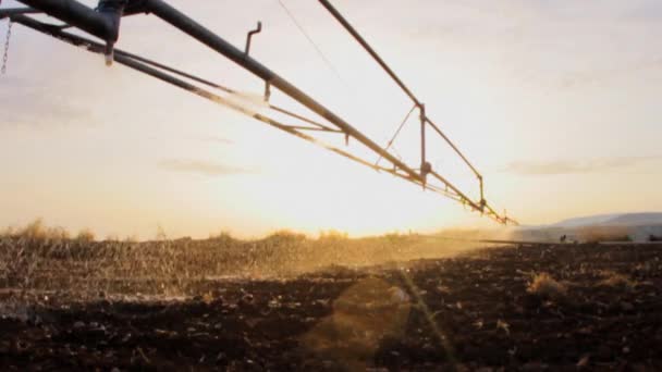 Riego Campo Con Equipo Riego Primer Plano Del Agua Que — Vídeos de Stock