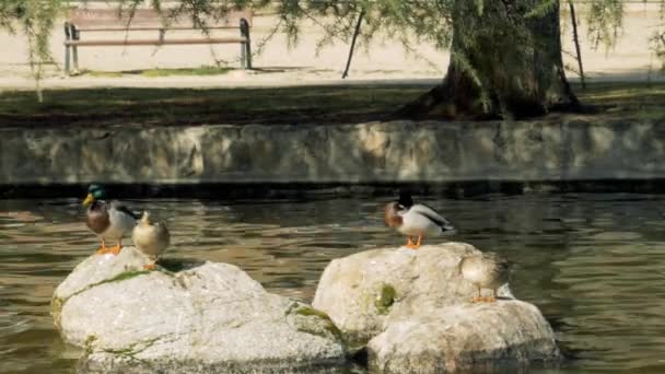 Dois Pares Patos Macho Fêmea Numa Pedra Numa Lagoa Urbana — Vídeo de Stock