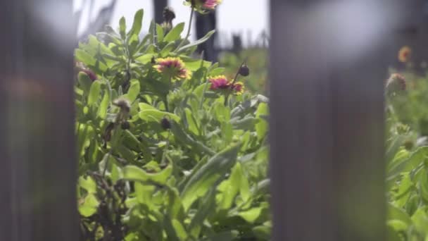 Slow Motion Beelden Van Galveston Beach Langs Zeewering Zomer Strand — Stockvideo