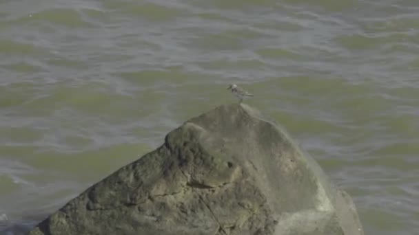 24Fps Normala Hastighetsbilder Galveston Stranden Korsning Färja Visar Fiskmåsar Flockning — Stockvideo