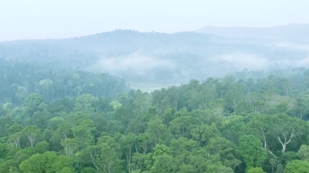 Bosque Hermoso Plantación Café Vista Aérea Niebla Mañana Sur India — Vídeos de Stock