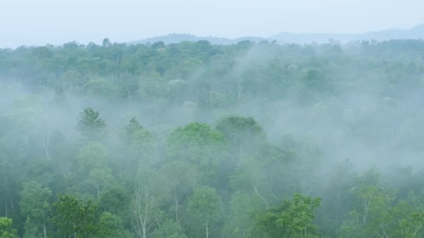 Hermosa Vista Aérea Del Bosque Niebla Mañana Niebla Sur India — Vídeos de Stock