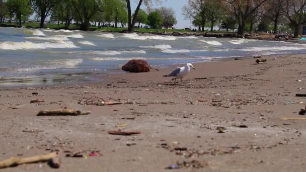 Cestino Sulla Spiaggia Cleveland Ohio Grande Lago Erie Inquinato Con — Video Stock