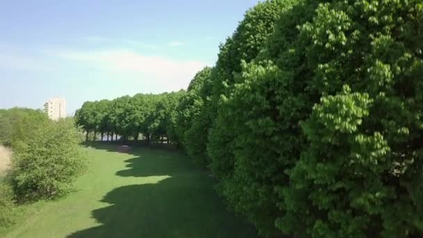 Volar Través Los Árboles Parque Ciudad Europa Holanda — Vídeo de stock