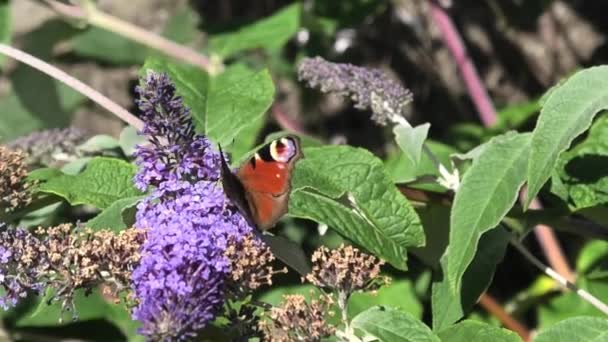 Peacock Motýl Pije Nektar Buddleia Květiny Natočené Zpomaleném Filmu — Stock video