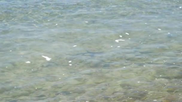 Baby Blacktip Rev Haj Valp Simmar Grunt Vatten — Stockvideo