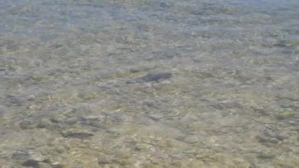 Baby Blacktip Rif Haai Pup Zwemmen Ondiep Water — Stockvideo