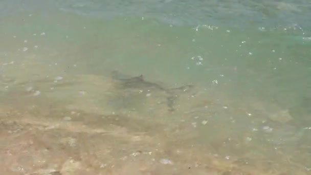 Baby Blacktip Rev Haj Valp Simmar Grunt Vatten — Stockvideo