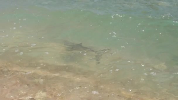 Cachorro Tiburón Punta Negra Nadando Aguas Poco Profundas Cámara Lenta — Vídeo de stock