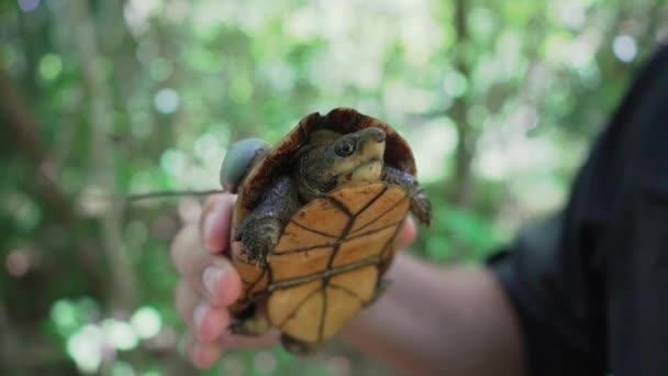 Tortuga Barro Labios Blancos Con Transmisor Radio Conectado Espalda Que — Vídeos de Stock