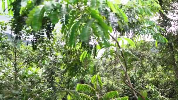 Yavaş Hareket Belize Ormanındaki Bitki Çeşitliliğini Gözler Önüne Seriyor — Stok video