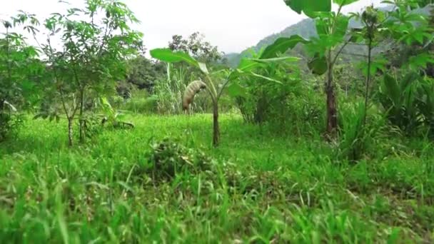 Orta Amerika Dan Gelen Yemyeşil Bir Organik Meyve Bahçesi — Stok video