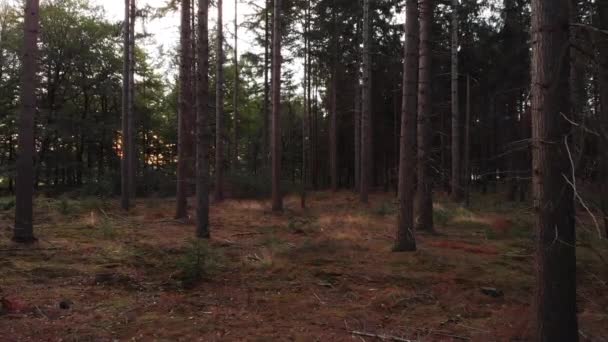 Low Forest Floor Aerial Forward Movement Pine Forest Sunrise Tree — Stock Video