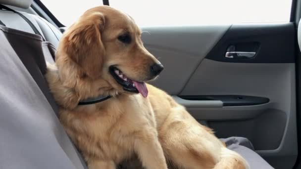 Jovem Mulher Golden Retriever Feliz Montando Banco Trás Carro Ofegante — Vídeo de Stock