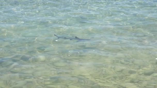 Cachorro Tiburón Punta Negra Nadando Aguas Poco Profundas Cámara Lenta — Vídeo de stock