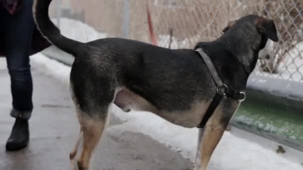 Een Hond Zijn Eigenaar Beginnen Lopen Vanaf Een Rustplaats — Stockvideo