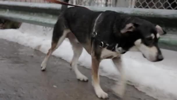 Nyfiken Hund Ute Promenad — Stockvideo