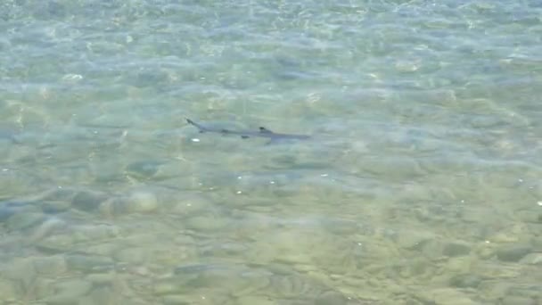 Bébé Requin Récif Pointe Noire Nageant Dans Les Eaux Peu — Video