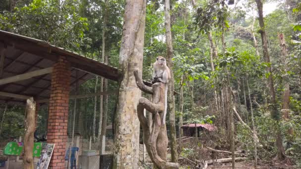 周囲を観察する木の上に座っている猿 — ストック動画