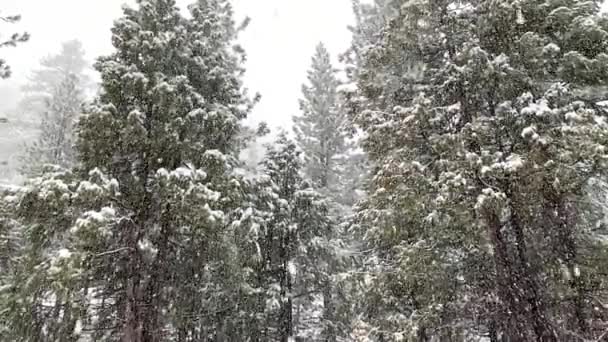 Tung Snö Faller Sierra Nevada Bergen South Lake Tahoe Kalifornien — Stockvideo