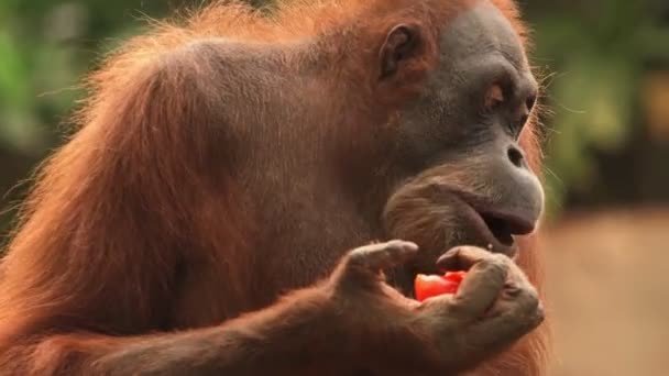 Close Orangatang Eating — Stock Video