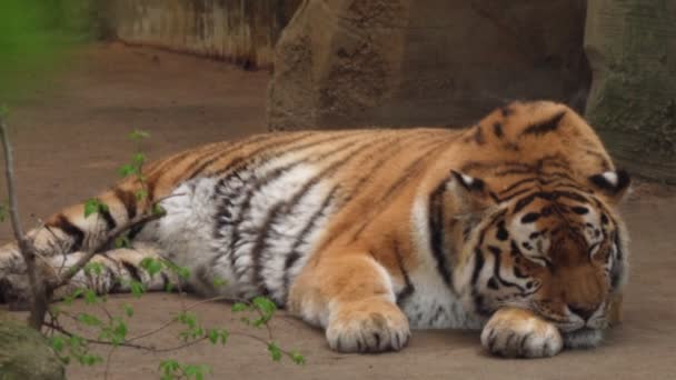 Tigre Dormindo Olhando Bonito — Vídeo de Stock