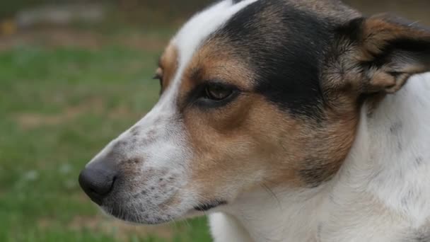 Vacker Vit Och Brun Hund Öppnar Ögonen Brett Närbild Och — Stockvideo
