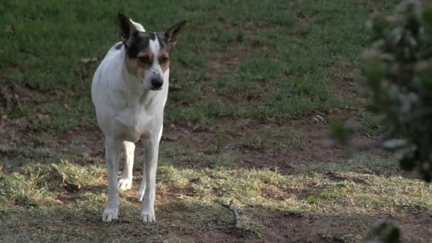 Ein Bauernhund Dreht Und Trabt Aus Dem Rahmen Zeitlupe — Stockvideo