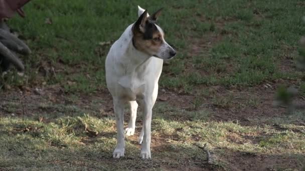 Ein Freundlicher Braun Weißer Hund Mit Aufrecht Stehenden Ohren Dreht — Stockvideo