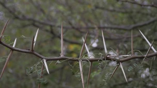 Gros Plan Des Longues Épines Vicieuses Sur Acacia Afrique — Video