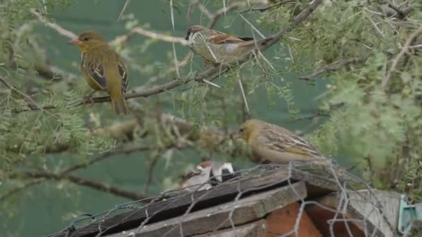 Drie Tuin Vogelsoorten Concurreren Voor Voedsel Een Vogel Feeder Close — Stockvideo