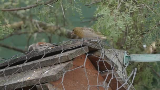 Ötücü Kuşlar Dikenli Ağacın Altındaki Bir Kuş Yemliğinde Yarışıyorlar — Stok video