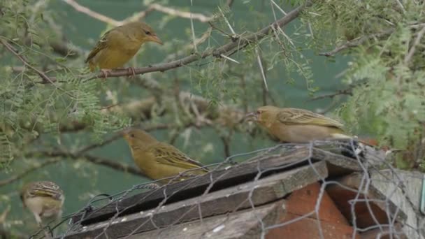 Webervögel Plappern Verrückt Während Sie Vogelfutterhäuschen Futter Konkurrieren — Stockvideo