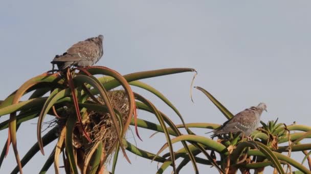 Deux Colombes Rocheuses Préparant Sur Une Grande Plante Aloès Afrique — Video