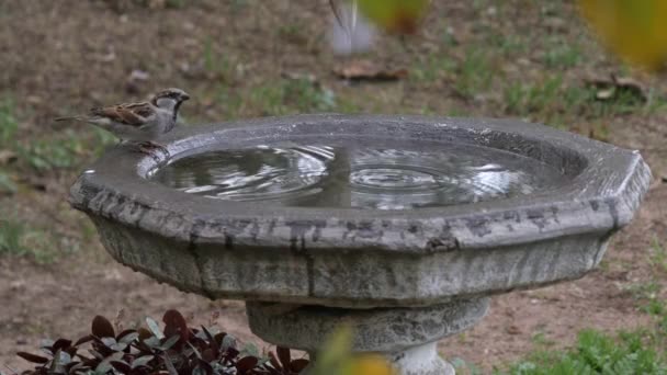 Moineaux Domestiques Boire Partir Bain Oiseaux Laissant Des Ondulations Dans — Video