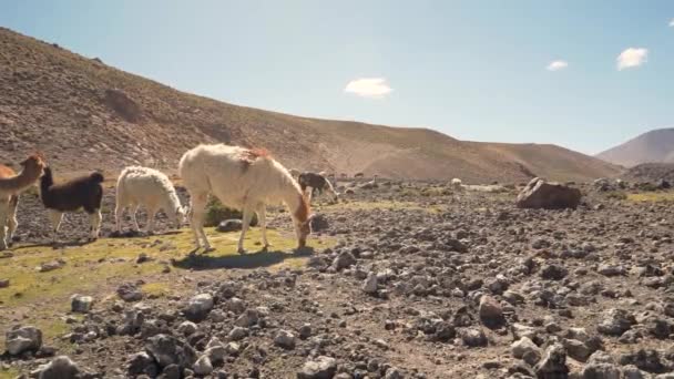 Egy Csoport Gyönyörű Láma Eszik Hegyekben Atacama Sivatag Chile Dél — Stock videók