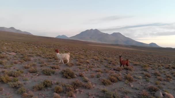 Beautiful Mother Llama Her Cub Highlands Atacama Desert Chile South — Stock Video