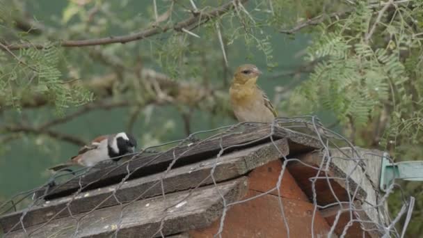 麻雀角在荆棘树下的喂鸟机上争夺种子 — 图库视频影像