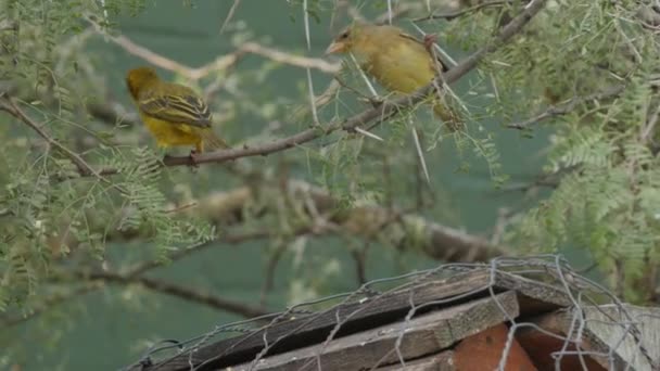Cape Weavers Thorn Tree South Africa Close — Stock Video