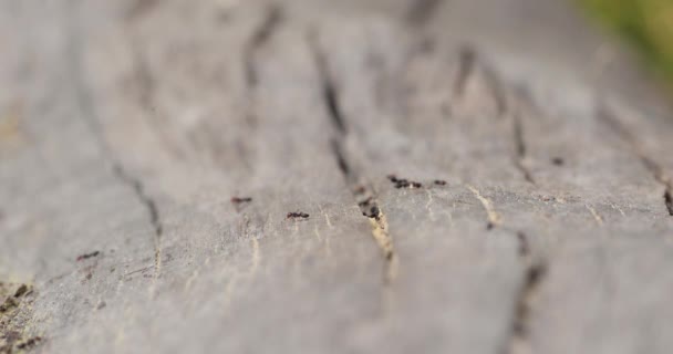 Grupp Rödhåriga Myror Samlar Mat Trädet — Stockvideo