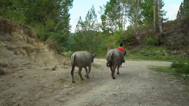 Zeitlupe Eines Jungen Der Wasserbüffel Über Eine Unbefestigte Straße Nord — Stockvideo