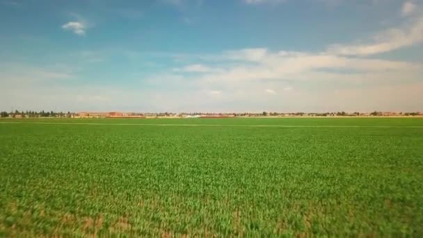 Bajo Deshuesado Sobre Los Cultivos Verdes Campo Cultivo — Vídeos de Stock