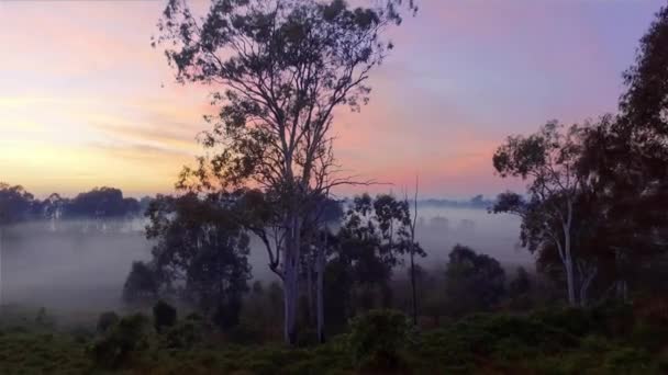 クイーンズランド州のアウトバックで美しい霧の日の出の美しいドローンドリーショットオーストラリア — ストック動画