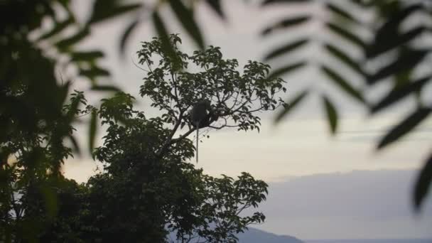 Червонодзьоба Рідкісна Мавпа Волі Горах Єтнаму — стокове відео